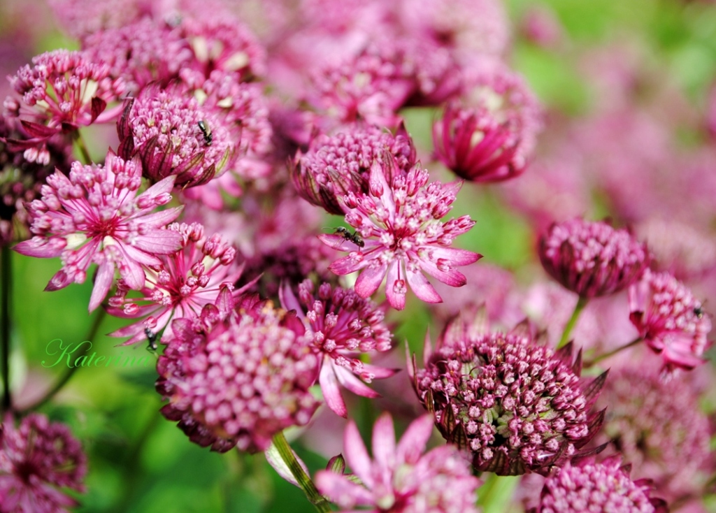 photo "***" tags: macro and close-up, nature, 