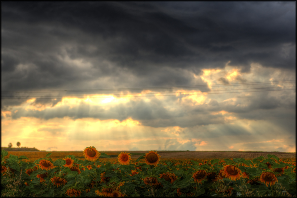 photo "Kabile" tags: landscape, Bulgaria, Europe, Landscape, Yambol Bulgaria Landscape, sunflower