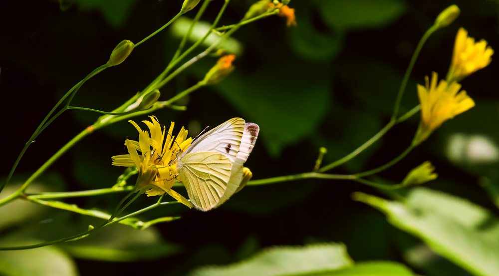 фото "***" метки: природа, 