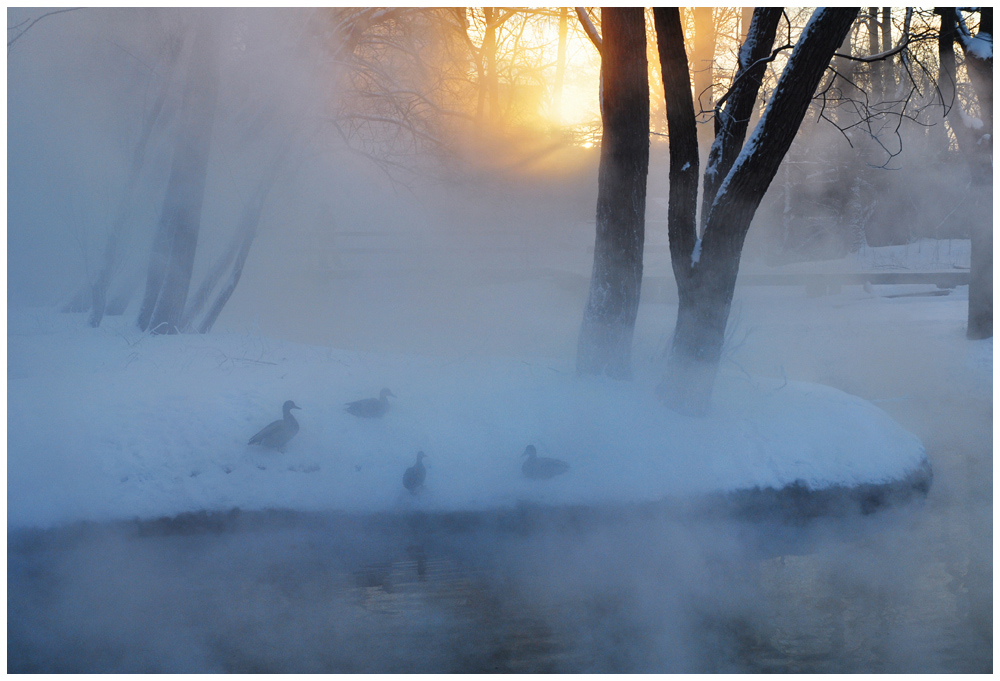 фото "Окутанные туманами" метки: пейзаж, природа, вода, домашние животные, зима