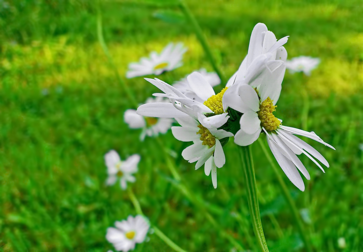 photo "***" tags: nature, macro and close-up, 