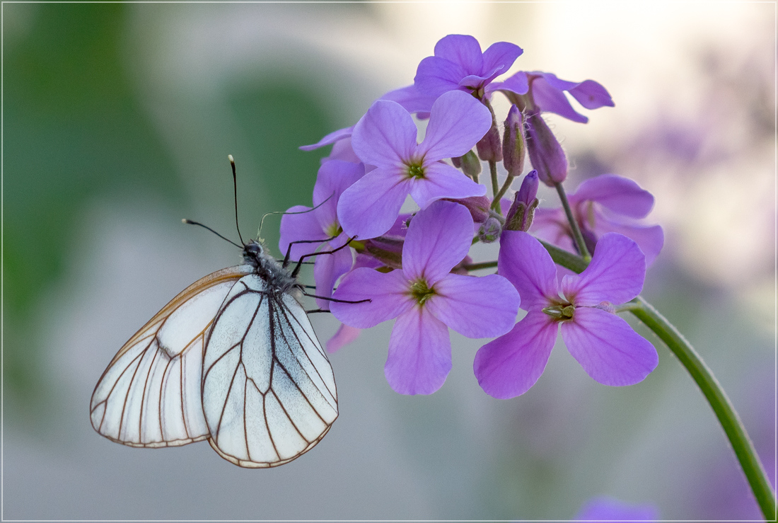 photo "***" tags: nature, macro and close-up, flowers, summer