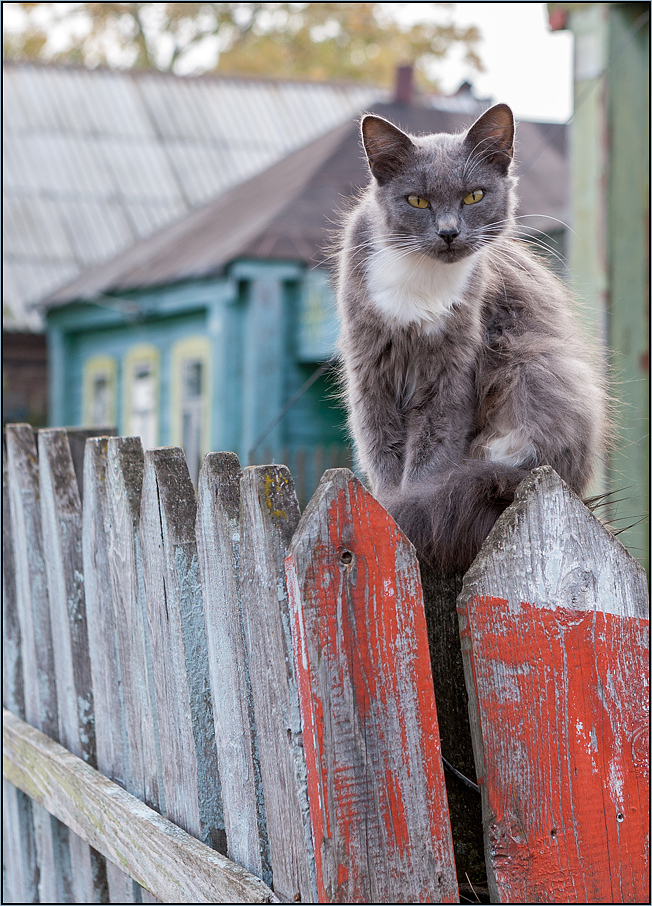 photo "Rural sentinel" tags: street, nature, portrait, 