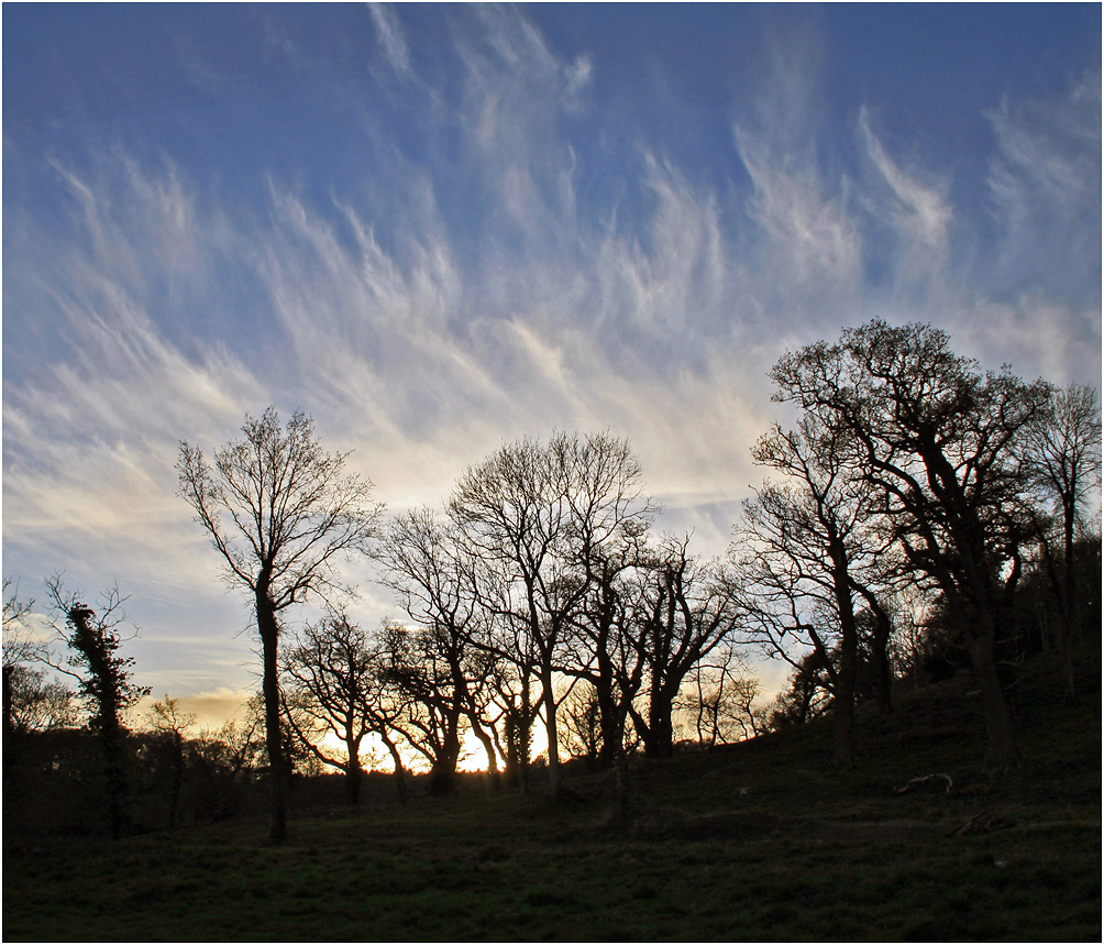 photo "***" tags: nature, evening, spring, дерева