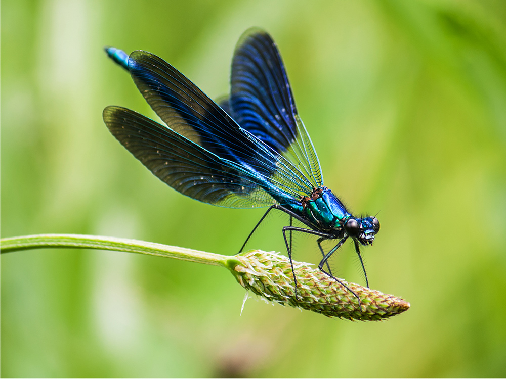 photo "***" tags: macro and close-up, insect