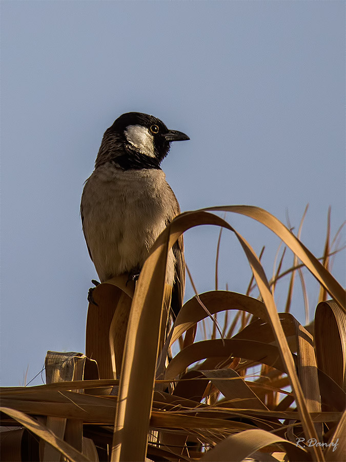 photo "Bulbul" tags: nature, 