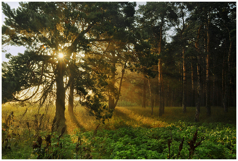 photo "***" tags: landscape, nature, forest, summer