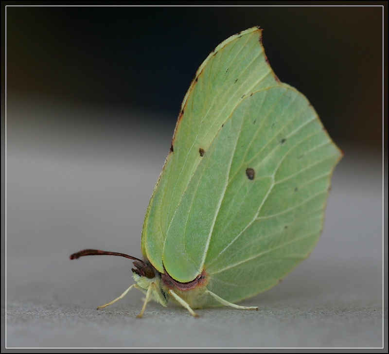 photo "Leaf" tags: nature, macro and close-up, Лимонница