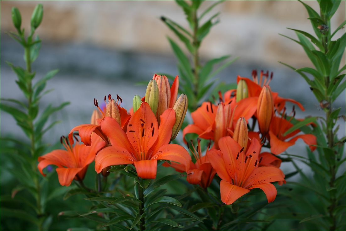 photo "Quiet evening" tags: nature, macro and close-up, лилии