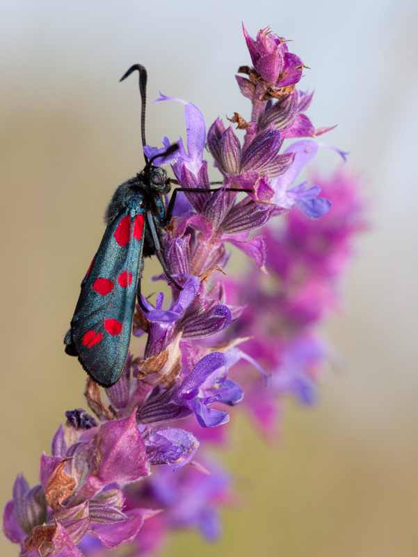 photo "***" tags: macro and close-up, butterfly, evening, пестрянка луговая