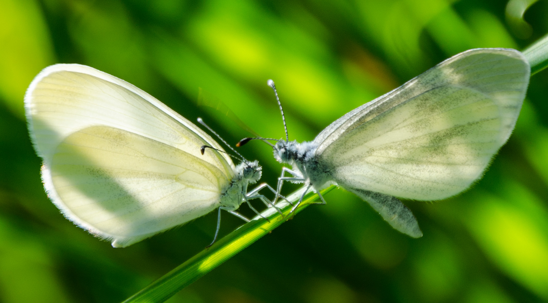 photo "***" tags: nature, macro and close-up, 