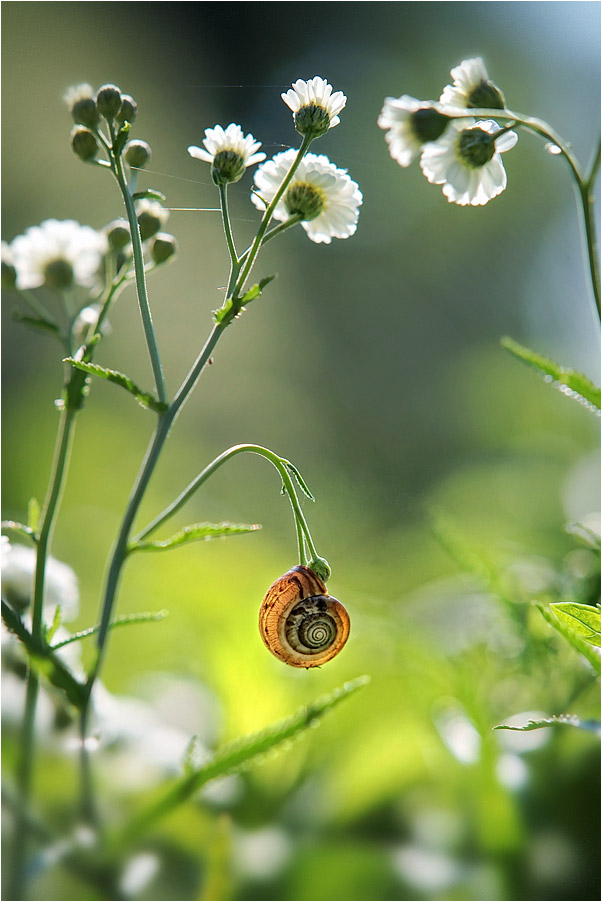 photo "***" tags: nature, fragment, 