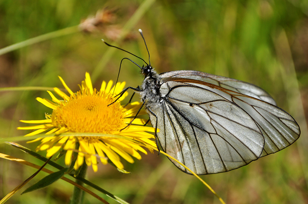 photo "***" tags: macro and close-up, 