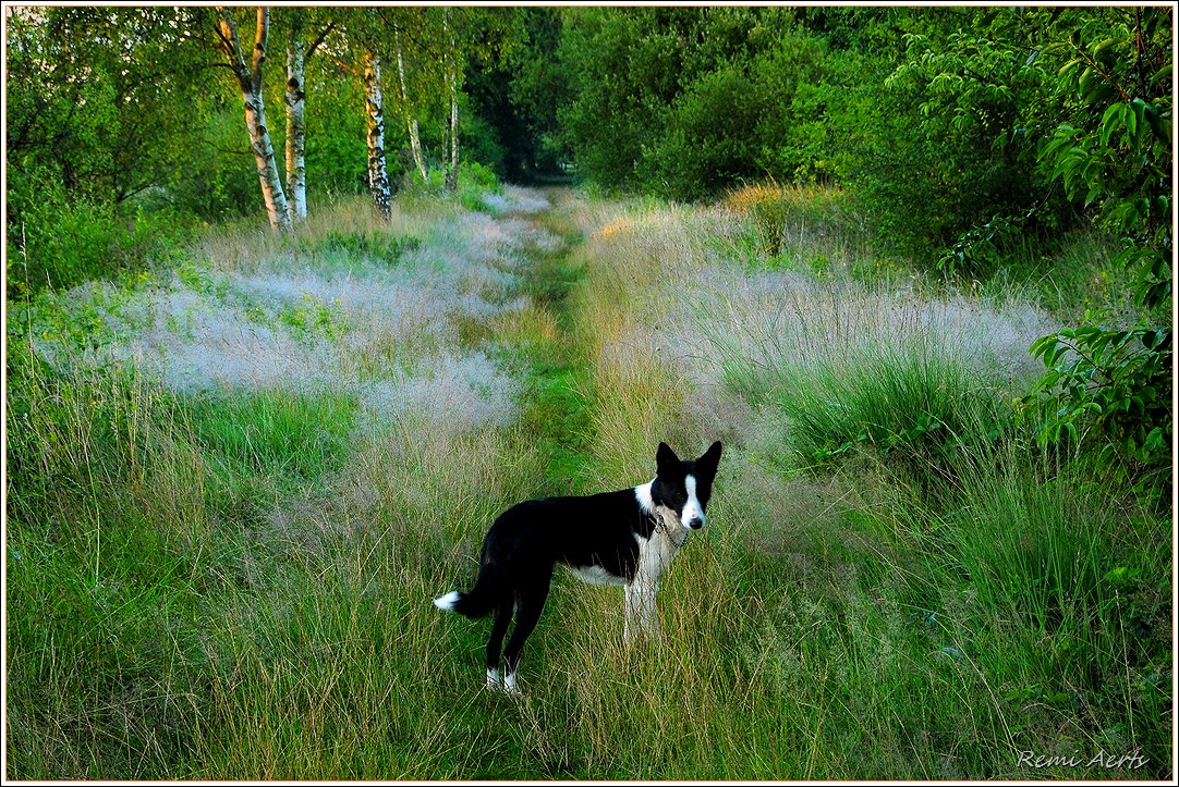 фото "My dog Sofie" метки: пейзаж, природа, 