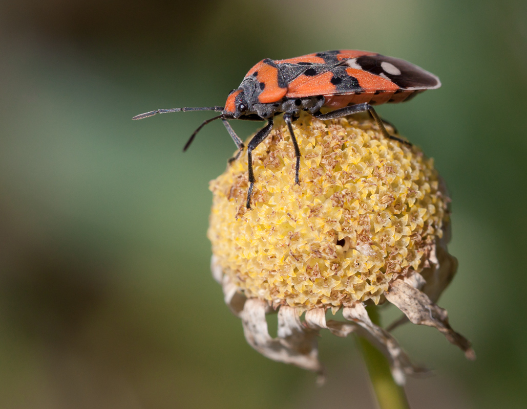 photo "***" tags: nature, macro and close-up, клоп