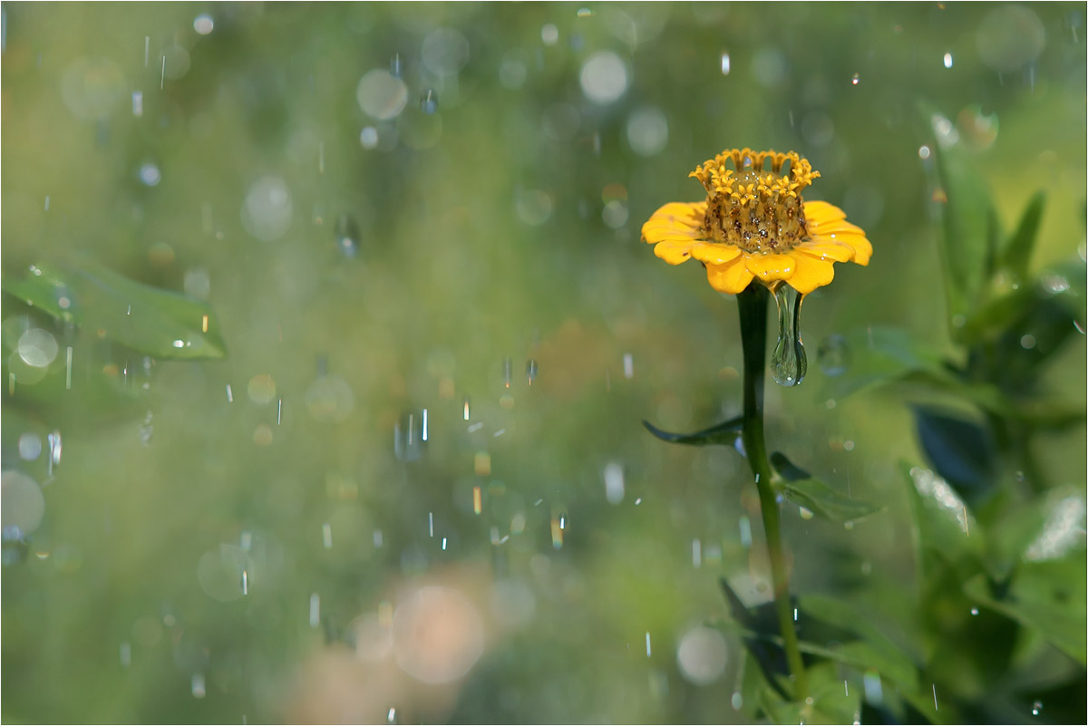 photo "***" tags: macro and close-up, nature, fragment, 