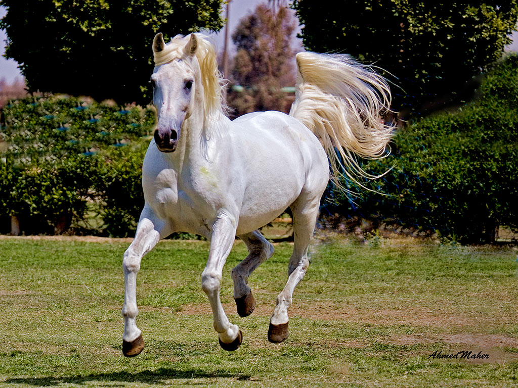 photo "POWER HORSE" tags: sport, SPORT, history, istory