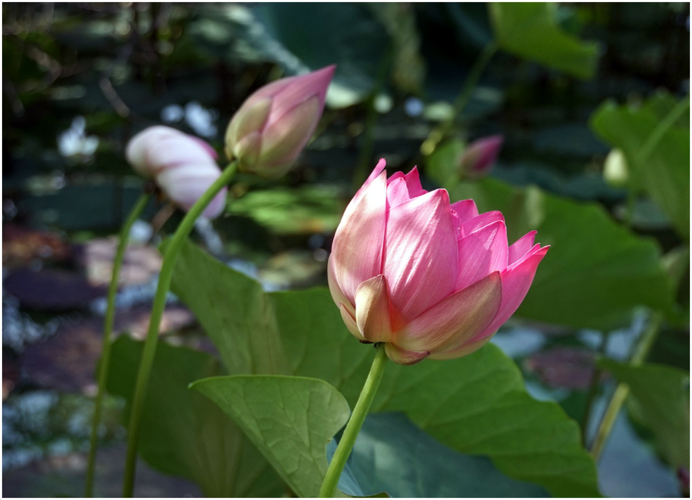 photo "***" tags: nature, Asia, flowers, water