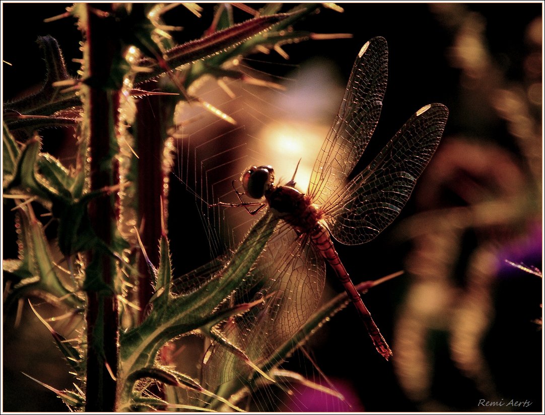 photo "***" tags: nature, macro and close-up, 