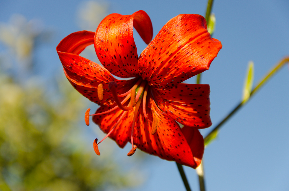 photo "***" tags: macro and close-up, nature, 