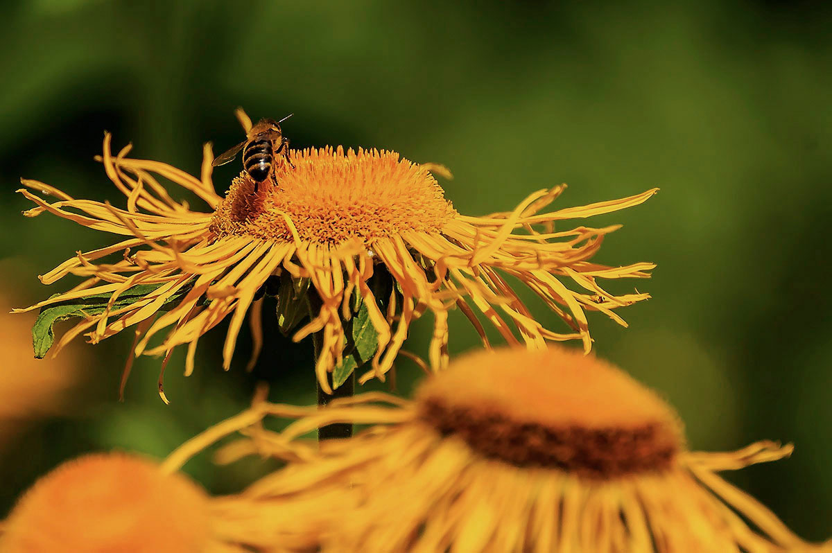 photo "***" tags: nature, flowers, insect, summer