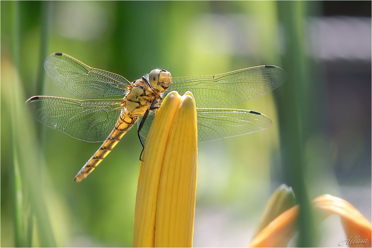 photo "***" tags: macro and close-up, nature, fragment, 