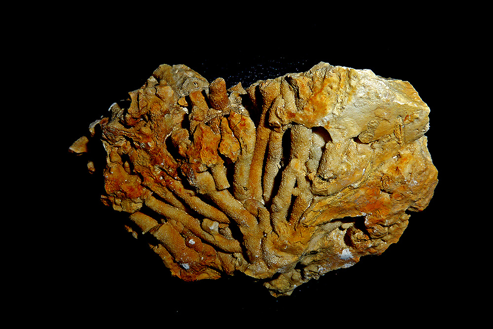 photo "Fossilized coral" tags: nature, fragment, reporting, coral, fossilized