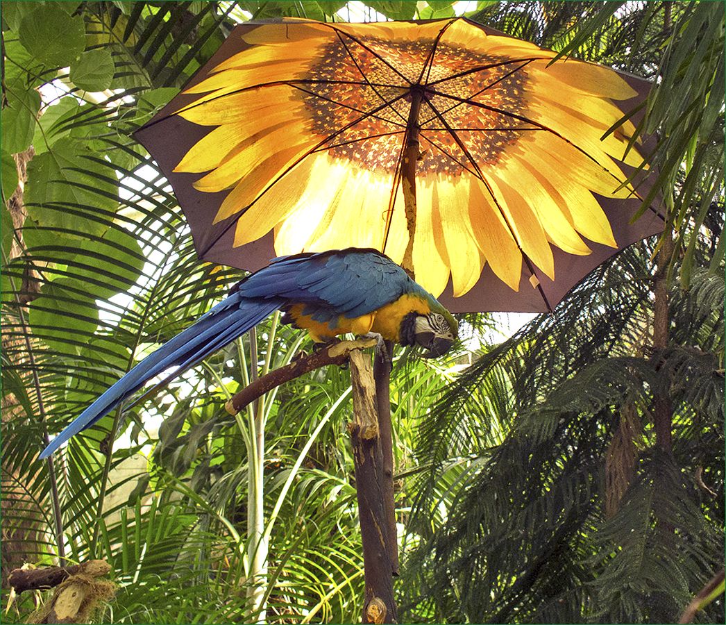 photo "It seems that the rain is going." tags: nature, parrot, попугай