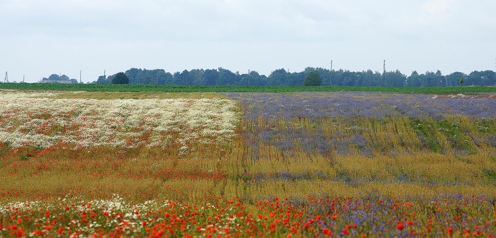 photo "Фронты" tags: landscape, nature, field, flowers