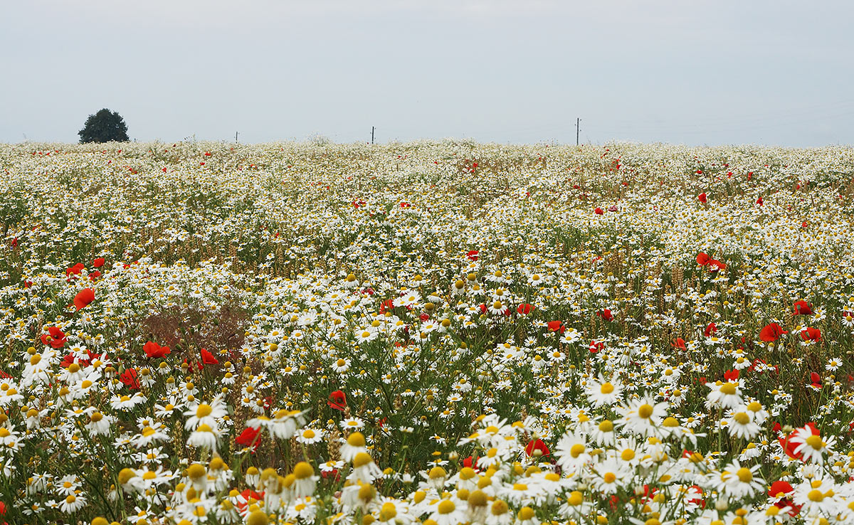 photo "Раз ромашка, два ромашка..." tags: landscape, nature, field, flowers, summer, ромашки