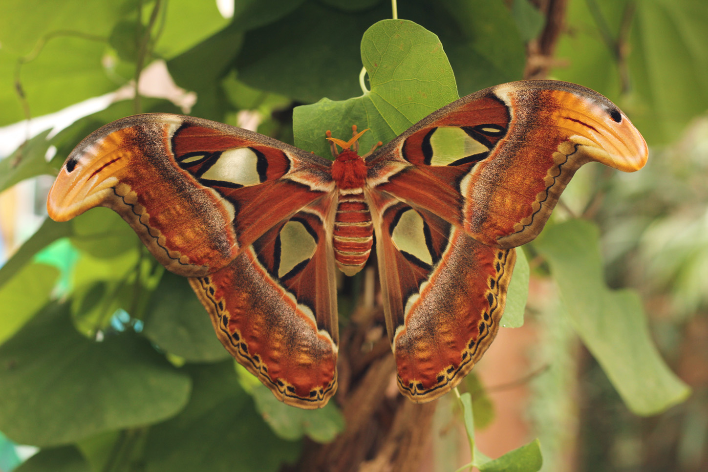 photo "***" tags: macro and close-up, 