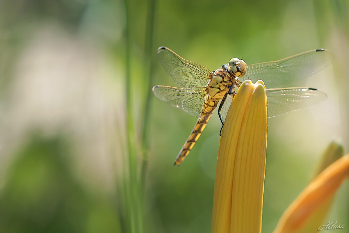 photo "***" tags: macro and close-up, nature, fragment, 