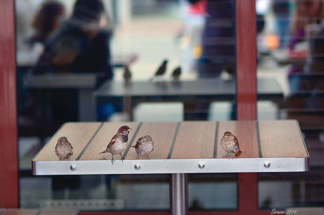 photo "Street cafe" tags: genre, city, 