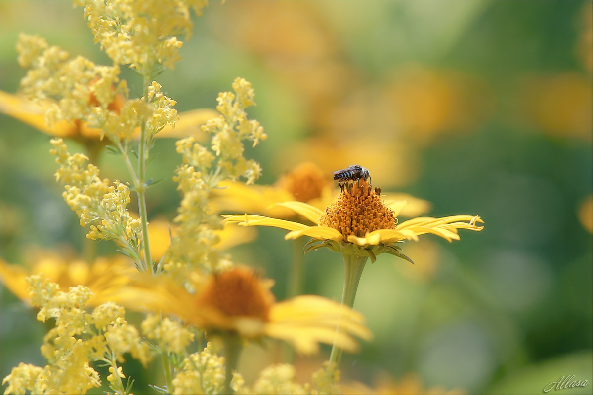 photo "***" tags: nature, 
