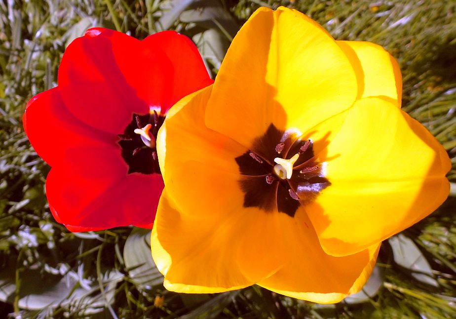 photo "Red and Yellow" tags: macro and close-up, nature, Europe, flowers