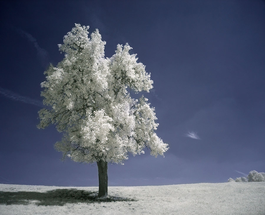 photo "Lonely poplar" tags: , 