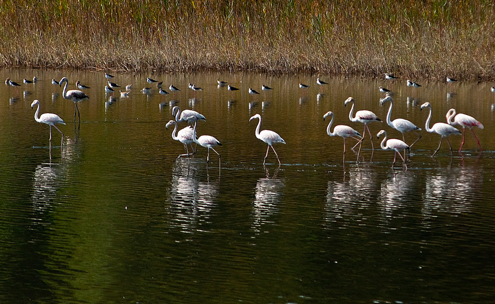 photo "Flamingos" tags: nature, landscape, street, Europe, Tejo, animals, birds, estuary, portugal, reflections, river, water, wild animals