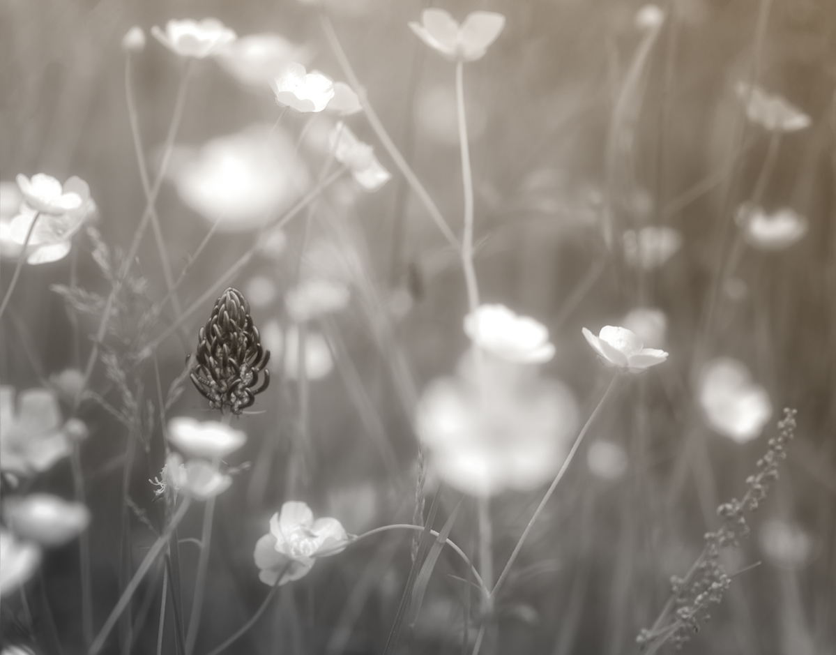 photo "***" tags: nature, macro and close-up, summer, разнотравье