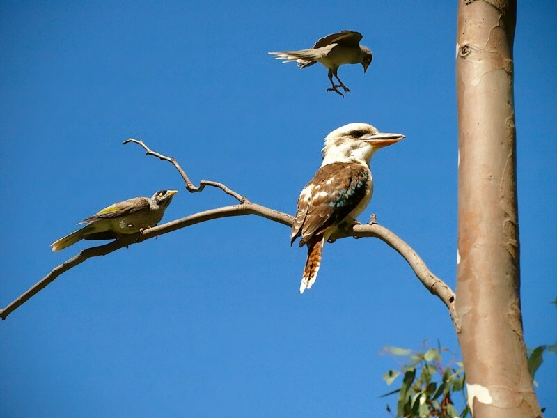 photo "Чужой" tags: nature, 