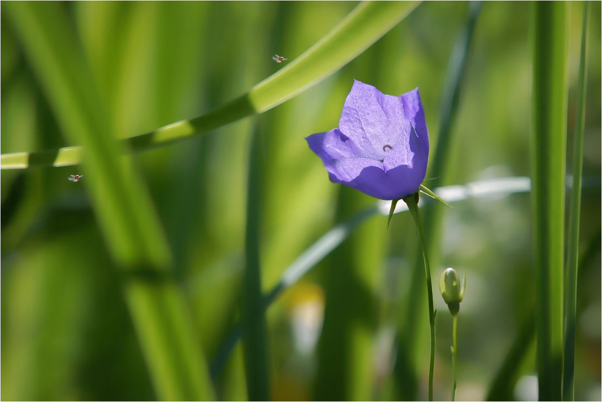 photo "***" tags: macro and close-up, nature, fragment, 