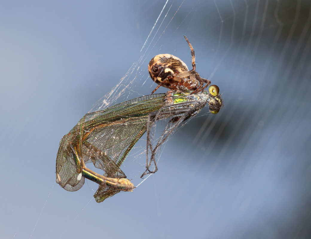 photo "***" tags: , evening, spider, стрекоза