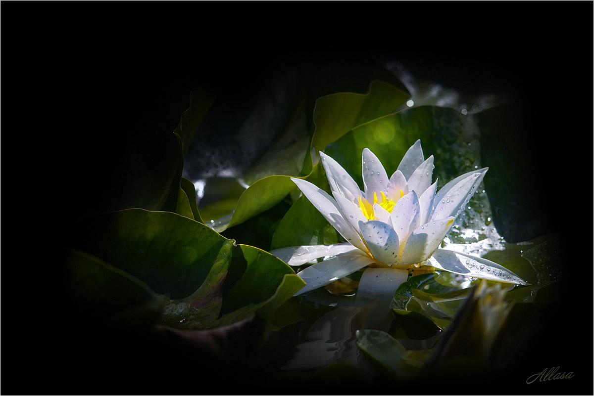 photo "***" tags: macro and close-up, nature, fragment, 