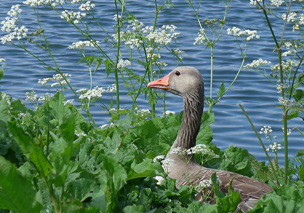 photo "In Disguise" tags: nature, portrait, reporting, 