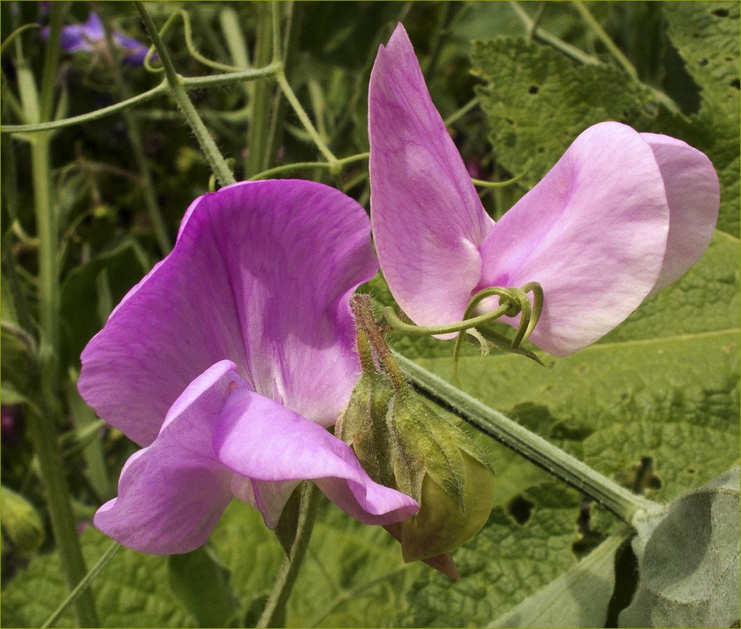 photo "Curlicues" tags: nature, flowers