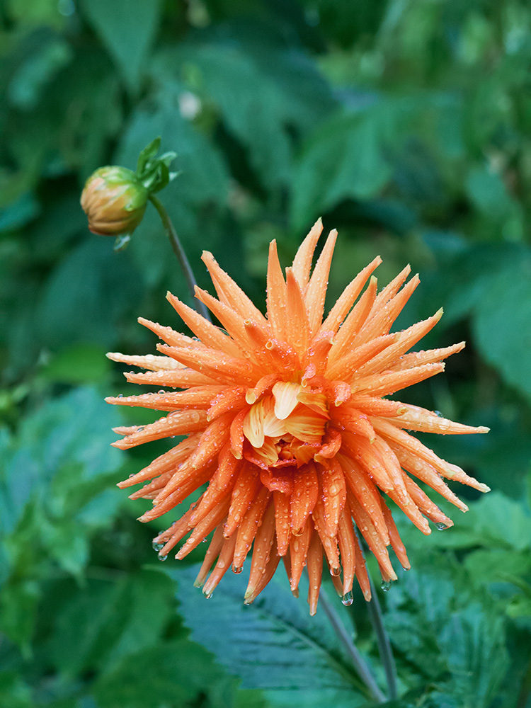 photo "***" tags: macro and close-up, flowers