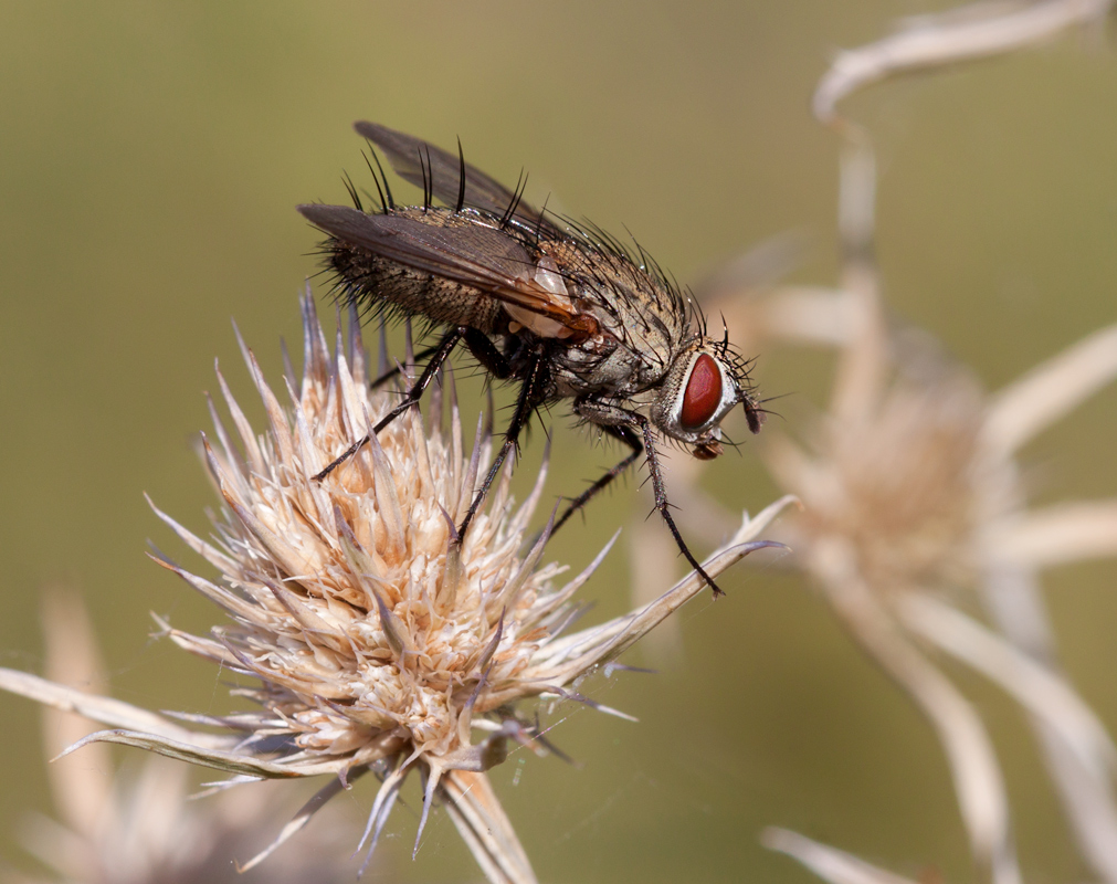 фото "Колючки." метки: природа, макро и крупный план, муха
