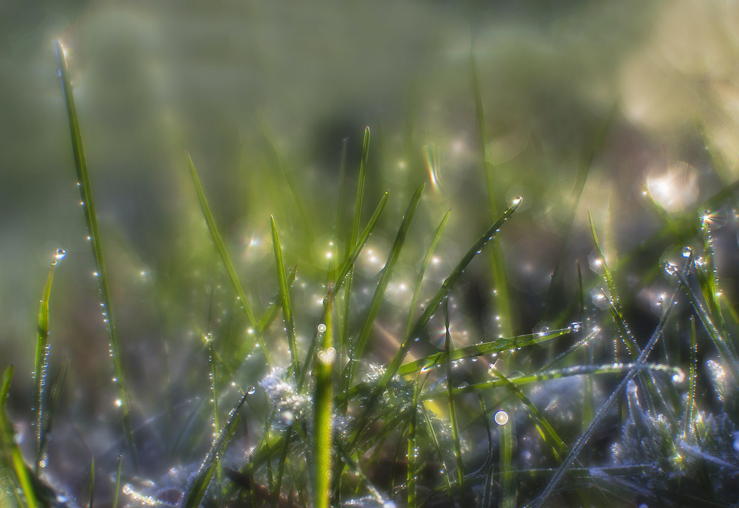 photo "***" tags: nature, macro and close-up, grass, hoarfrost, morning, монокль, роса