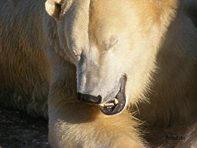 photo "Polar bear" tags: nature, 