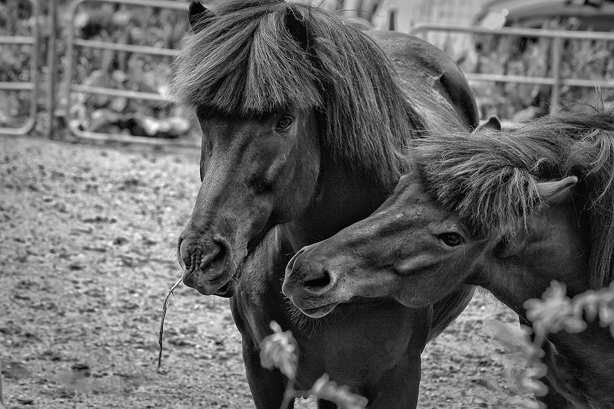 photo "horses" tags: black&white, Horses, natur, pets/farm animals, photo, radzievsky, wild animals