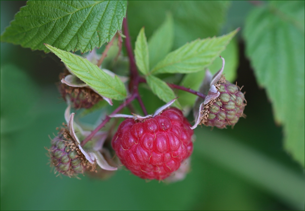 photo "***" tags: nature, macro and close-up, 